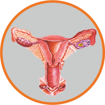 Gynecology And Obstetrics Surgery